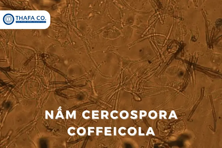 Nấm Cercospora coffeicola