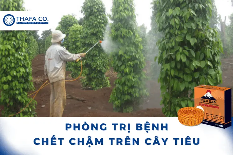 Phòng trị bệnh chết chậm trên cây tiêu
