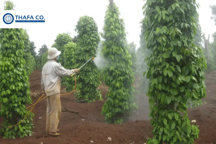 Cách phòng trị bệnh chết nhanh trên cây hồ tiêu