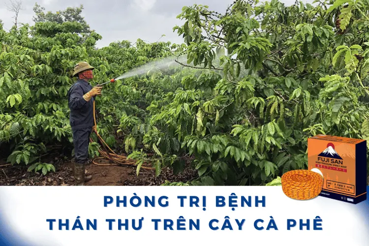 Phòng Trị Bệnh thán thư trên cây cà phê