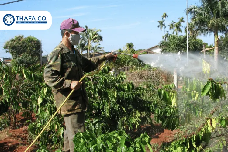 phòng trị bệnh đốm mắt cua trên cây cà phê