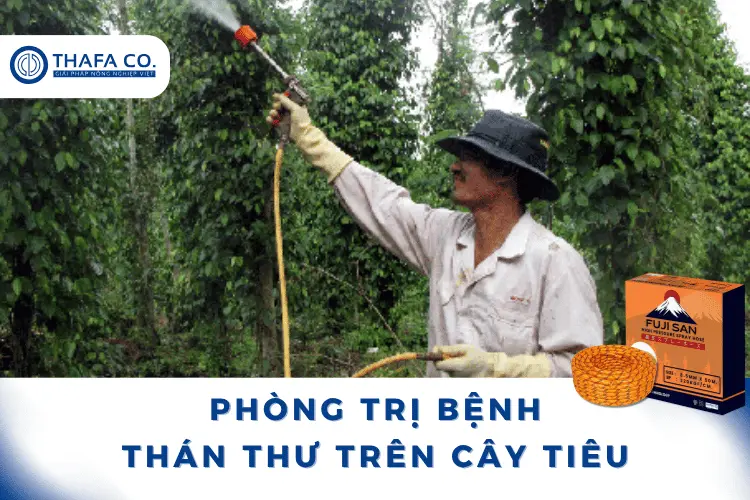 Bệnh Thán Thư Trên Cây Tiêu: Nguyên Nhân, Dấu Hiệu, Cách Trị 4 Cách phòng trị hiệu quả bệnh thán thư trên cây tiêu