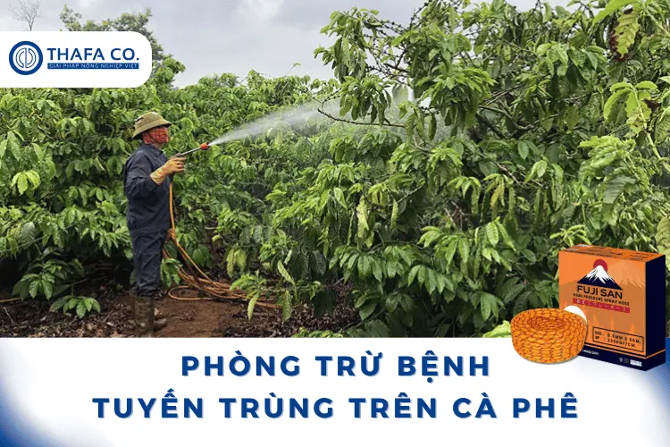 Bệnh Tuyến Trùng Trên Cây Cà Phê: Nguyên Nhân, Dấu Hiệu & Phòng Trị 4 Biện pháp phòng ngừa và quản lý bệnh tuyến trùng trên cây cà phê