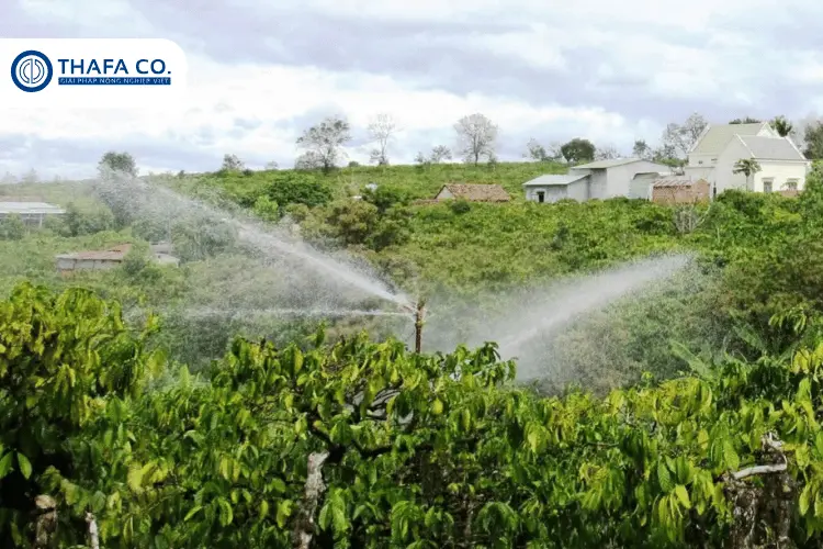 Quản lý nước tưới hợp lý