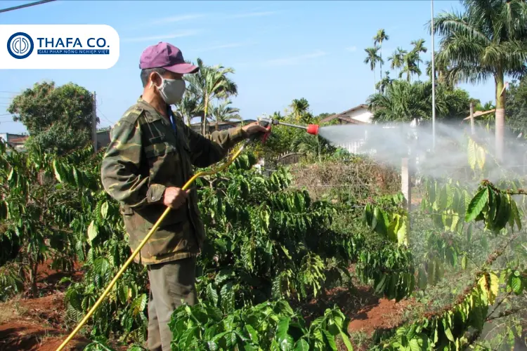 Bệnh Rỉ Sắt Trên Cây Cà Phê: Nguyên Nhân, Dấu Hiệu & Giải Pháp 4 Sử dụng dây xịt áp lực cao trong bệnh rỉ sắt cà phê