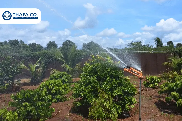 Kỹ Thuật Chăm Sóc Cây Sầu Riêng Con Mới Trồng 4 Tưới nước trong kỹ thuật chăm sóc sầu riêng con