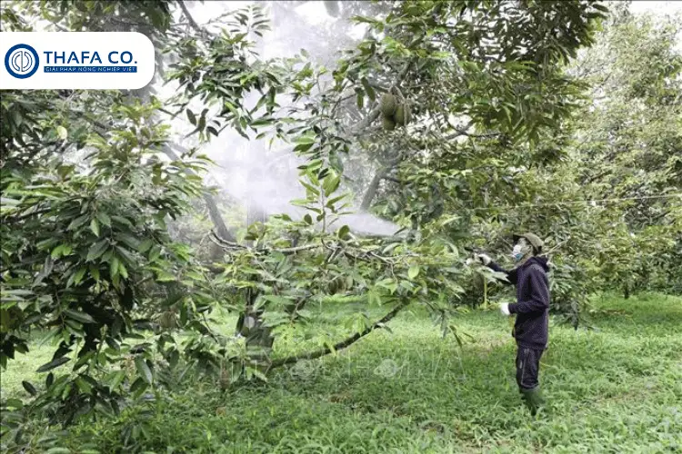 Biện pháp xử lý sâu bệnh sầu riêng giai đoạn nuôi trái