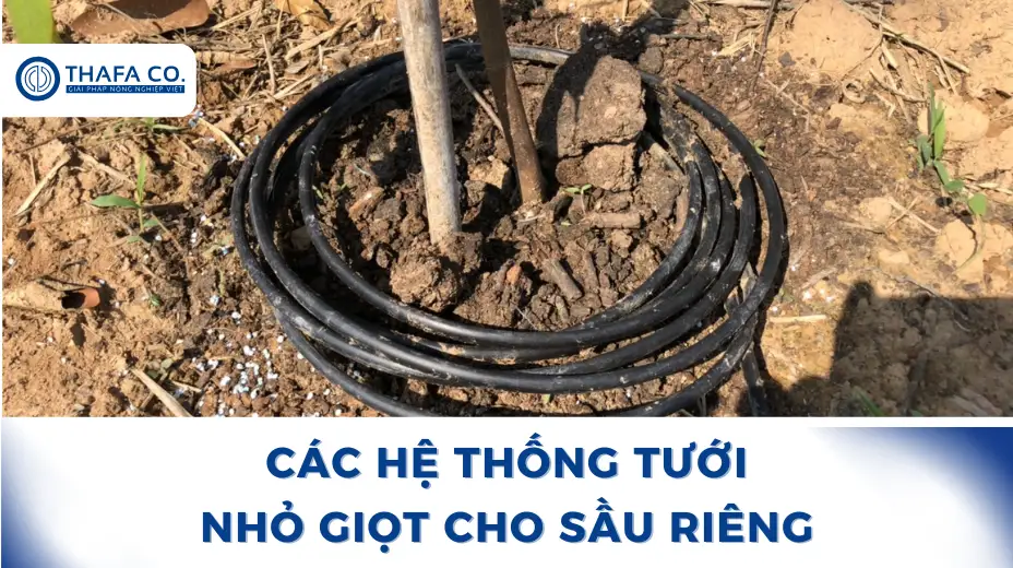 Các hệ thống tưới nhỏ giọt cho sầu riêng