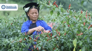 Các Vùng Trồng Ớt Ở Việt Nam