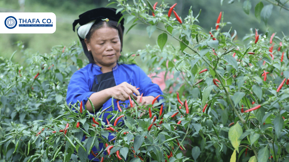 Các Vùng Trồng Ớt Ở Việt Nam