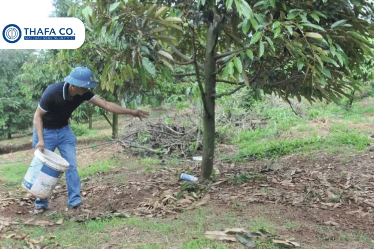 Cách phòng ngừa khi cây sầu riêng bị chết ngọn