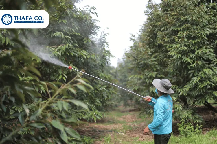Cách trị bệnh chết ngọn trên cây sầu riêng