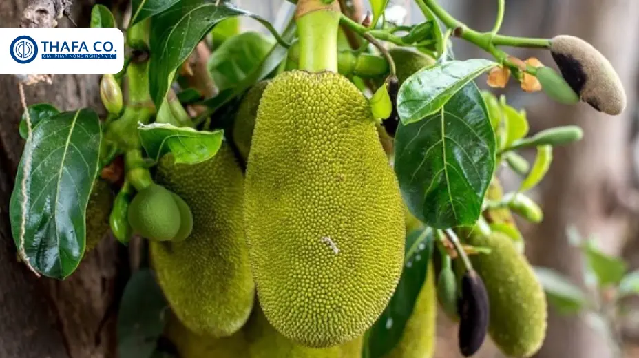 Hướng dẫn cách chăm sóc mít thái khi có quả