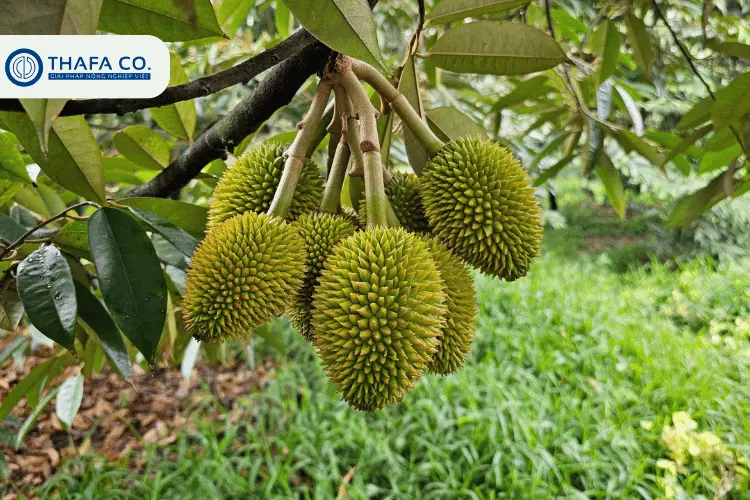 Tại sao cần chăm sóc sầu riêng giai đoạn nuôi trái