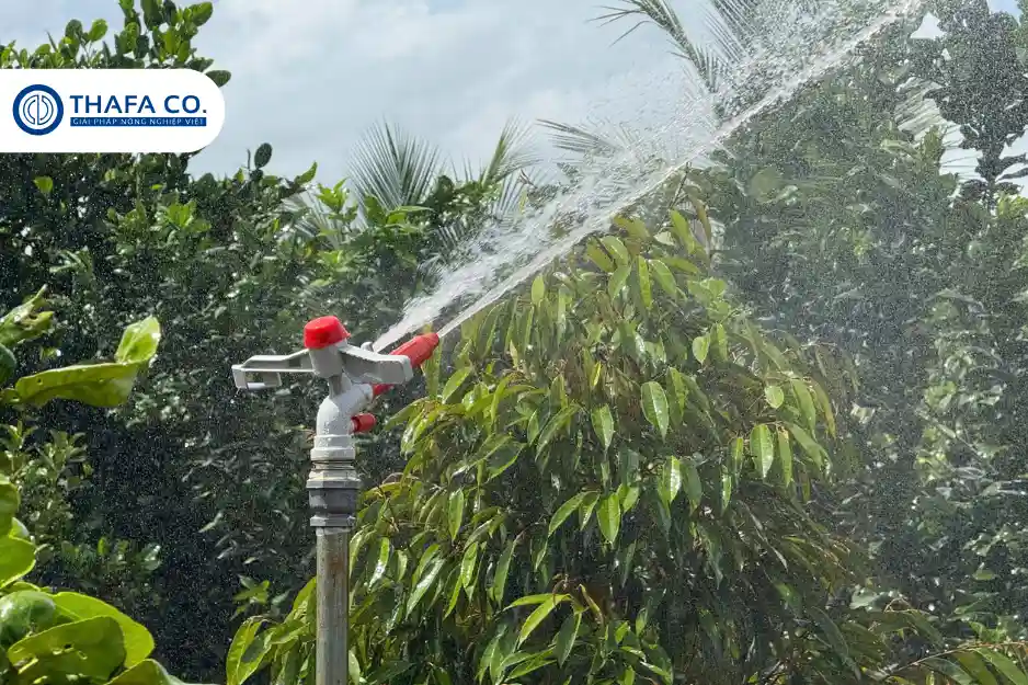 Công nghệ phun mưa giảm stress cho cây