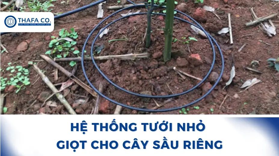 Hệ Thống Tưới Nhỏ Giọt Cho Cây Sầu Riêng