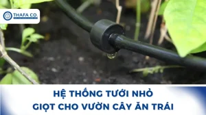Hệ thống tưới nhỏ giọt cho vườn cây ăn trái