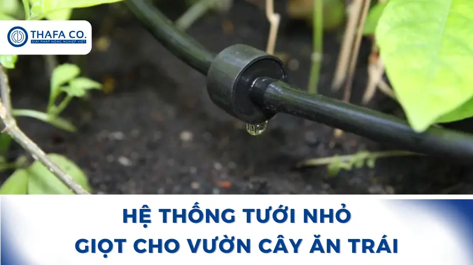 Hệ thống tưới nhỏ giọt cho vườn cây ăn trái