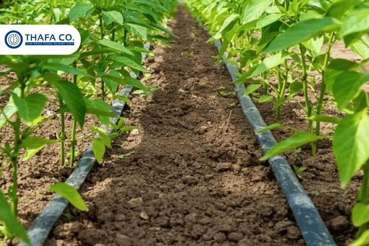 Lắp đặt hệ thống tưới nhỏ giọt cho vườn cây ăn trái