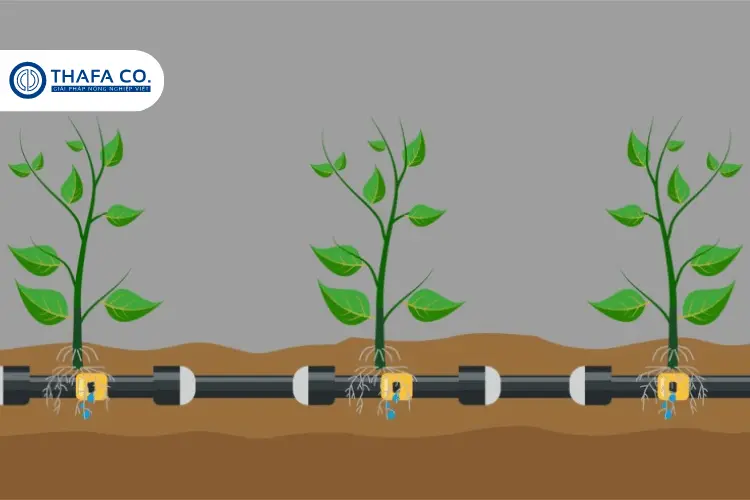 Nguyên lý hoạt động hệ thống tưới nhỏ giọt