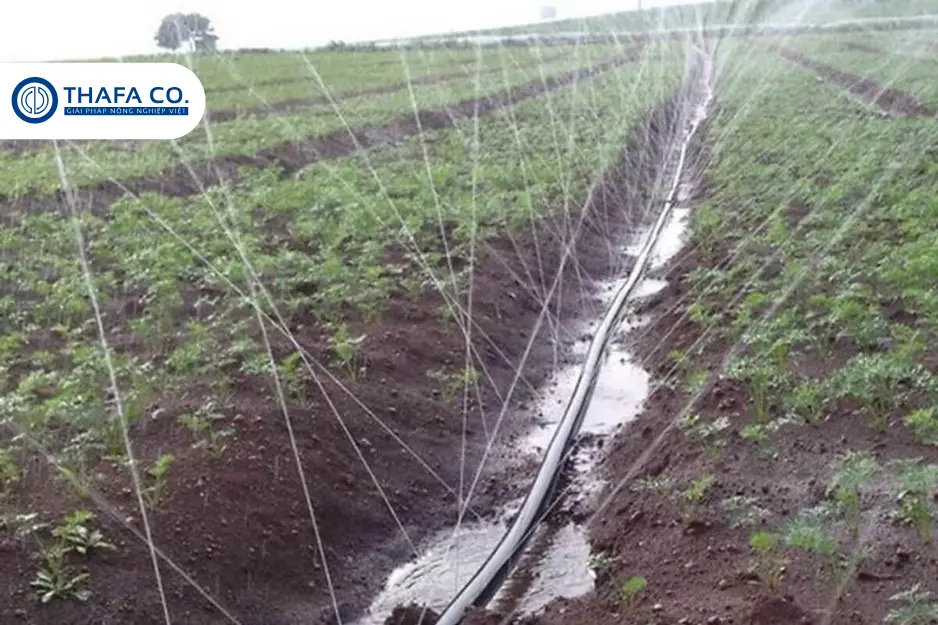 Ống Mềm Có Tác Dụng Gì? Ứng Dụng Trong Tưới Tiêu 2 Ống mềm có tác dụng gì