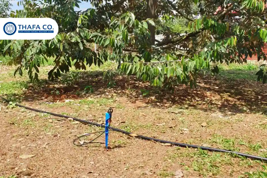 Ống nhỏ giọt rải dọc luống vườn sầu riêng