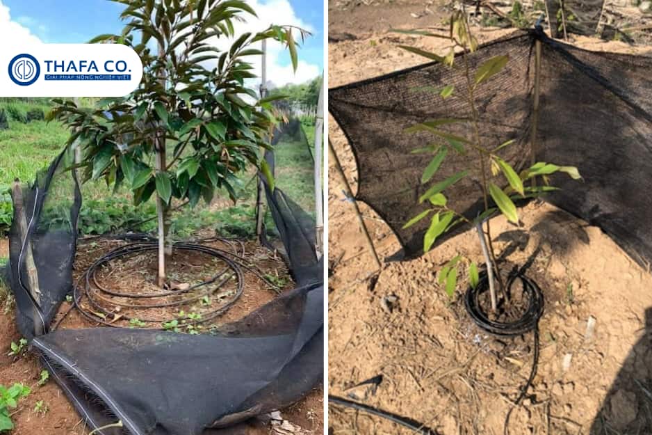 Ống tưới nhỏ giọt cuốn quanh gốc cây sầu riêng