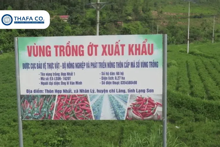Thị trường xuất khẩu chính ớt Việt Nam