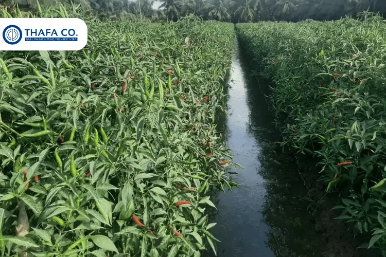 Vùng trồng ớt tại miền Tây Nam Bộ (Đồng Bằng Sông Cửu Long)