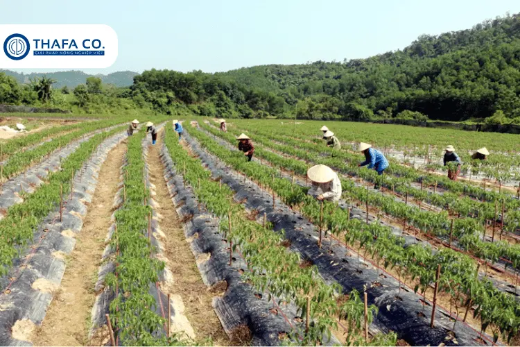 Vùng trồng ớt tại miền Bắc