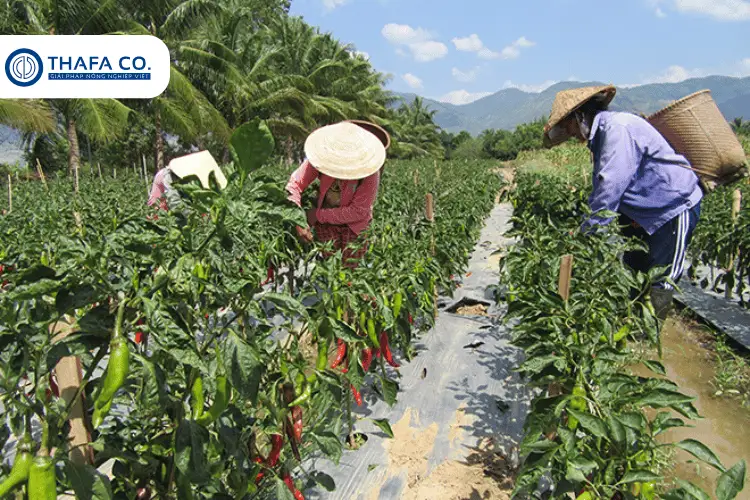 Vùng trồng ớt tại miền Trung