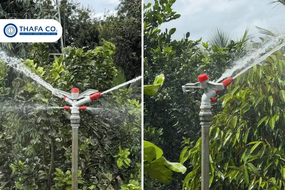 Béc tưới Thành Phát tưới cà phê