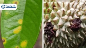 Bệnh đốm mắt cua trên cây sầu riêng