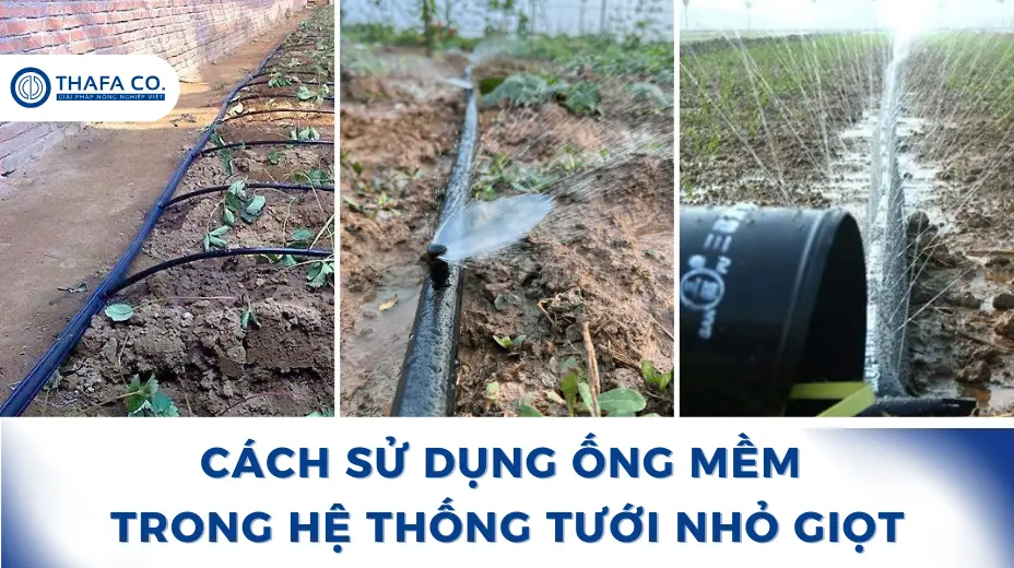 Cách Sử Dụng Ống Mềm Trong Hệ Thống Tưới Nhỏ Giọt 1 Cách sử dụng ống mềm trong hệ thống tưới