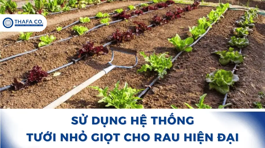 Sử Dụng Hệ Thống Tưới Nhỏ Giọt Cho Rau Hiện Đại 1 Hệ Thống Tưới Nhỏ GIọt Cho Rau Hiện Đại