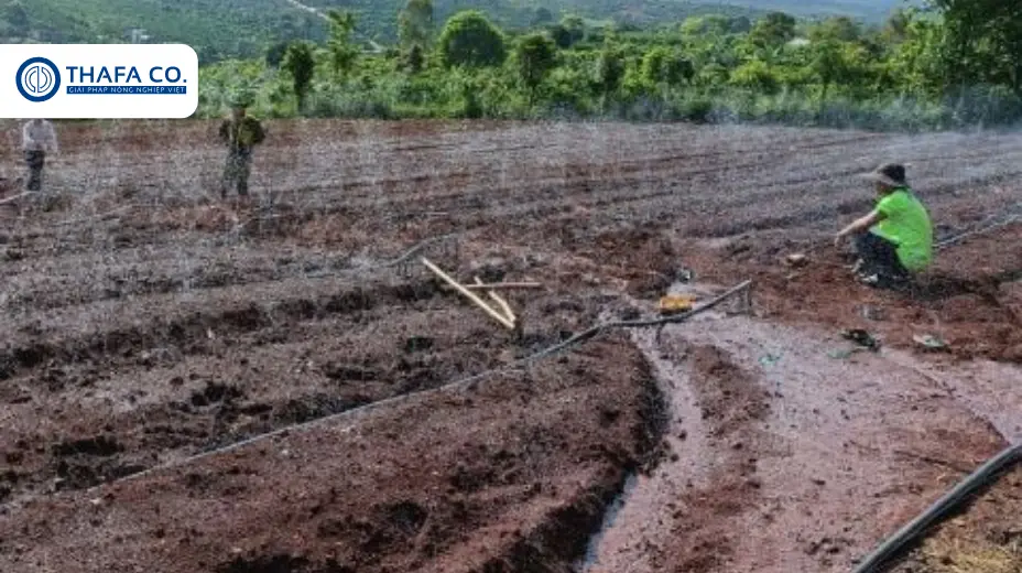 Ống Mềm Có Tác Dụng Gì? Ứng Dụng Trong Tưới Tiêu 1 Ống mềm có tác dụng gì