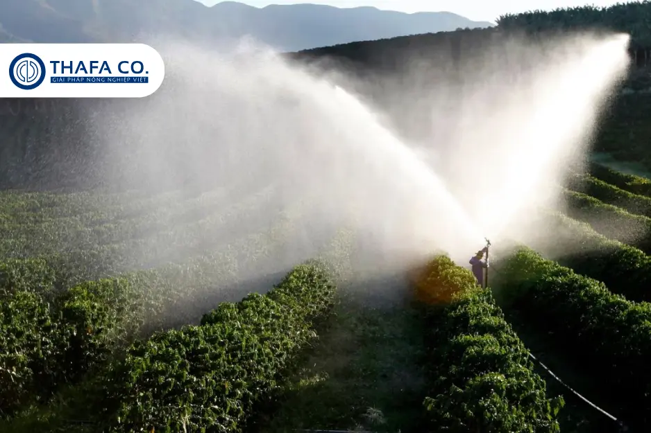 Cách tưới hiệu ứng tưới phun mưa
