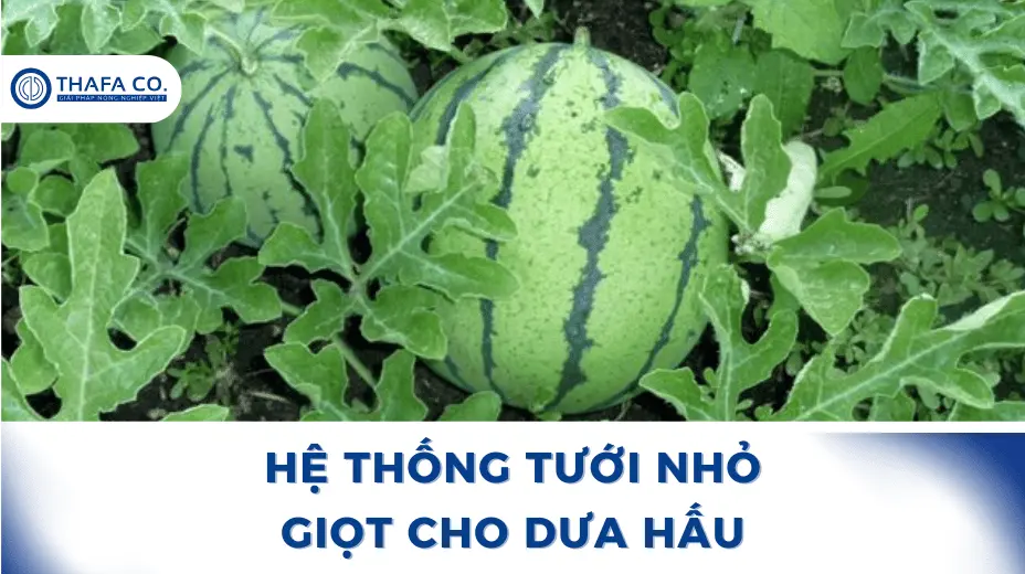 Hệ Thống Tưới Nhỏ Giọt Cho Dưa Hấu – Canh Tác Hiệu Quả 1 Hệ Thống Tưới Nhỏ Giọt Cho Dưa Hấu