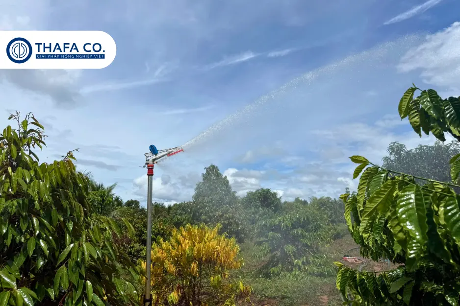 Hiệu quả của tưới phun mưa trong nông nghiệp Tây Nguyên