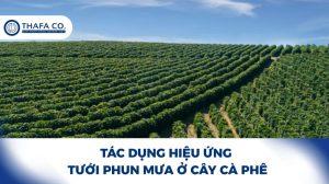 Tác dụng hiệu ứng phun mưa ở cây cà phê