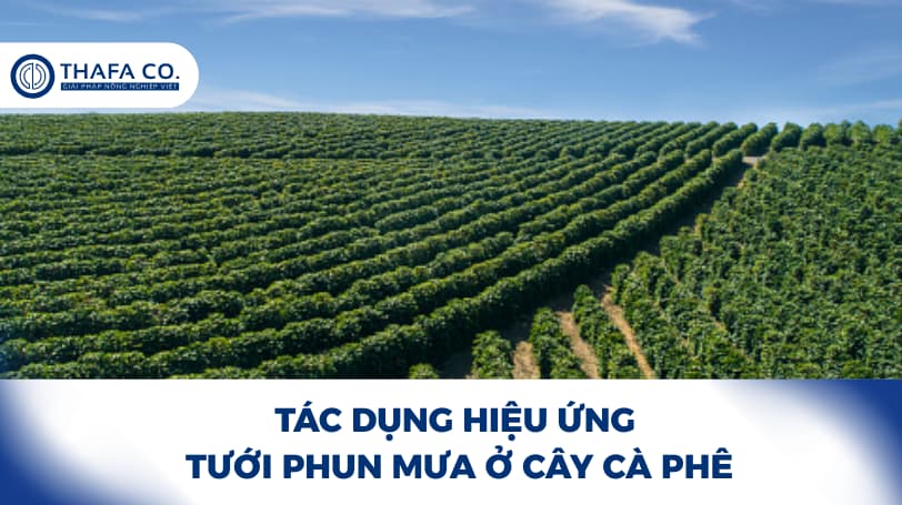Tác dụng hiệu ứng phun mưa ở cây cà phê