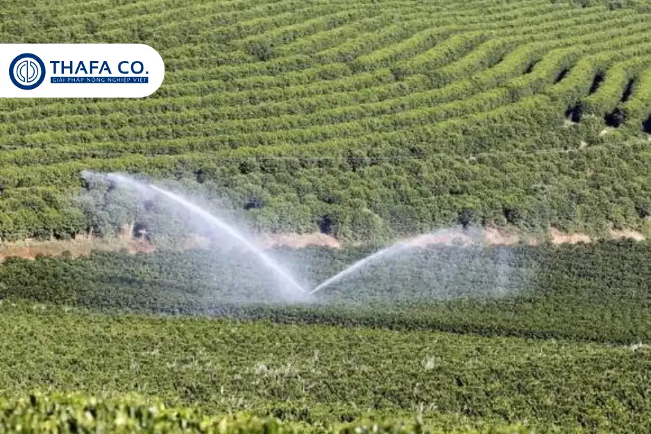 Tổng quan nông nghiệp Tây Nguyên tưới phun mưa