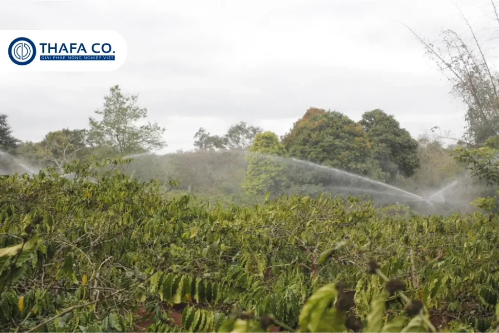 Mô Hình Tưới Cà Phê Tiết Kiệm – Giải Pháp Bền Vững Cho Tây Nguyên 21 Mô hình tưới cà phê bằng béc tưới
