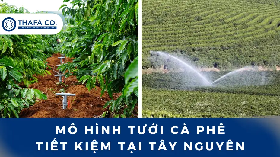 Mô Hình Tưới Cà Phê Tiết Kiệm – Giải Pháp Bền Vững Cho Tây Nguyên 1 Mô hình tưới cà phê tiết kiệm tại Tây Nguyên