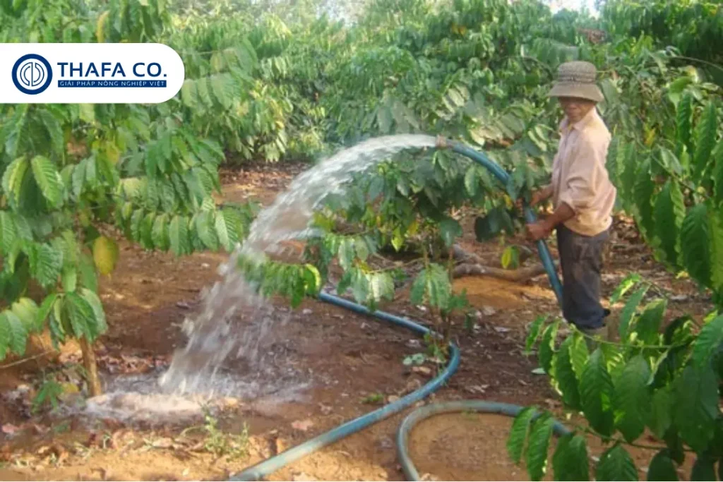 Mô Hình Tưới Cà Phê Tiết Kiệm – Giải Pháp Bền Vững Cho Tây Nguyên 19 Phương pháp tưới dí nước truyền thống